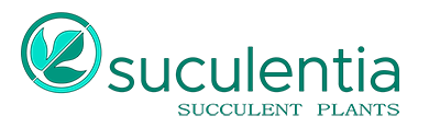 Tienda de Plantas Suculentas