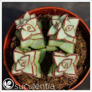 Crassula perforata selection