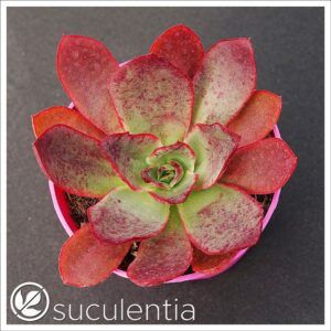 Echeveria Pure Envy planta suculenta succulent plant